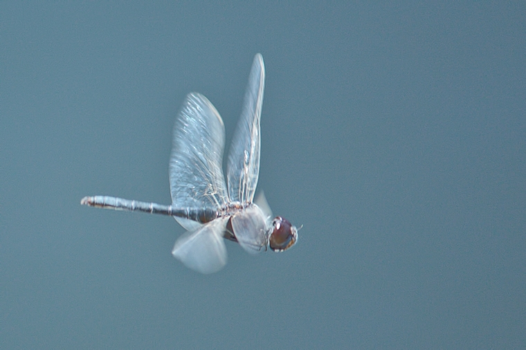 Orthetrum trinacria ??